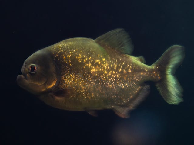 Le paradoxe du piranha