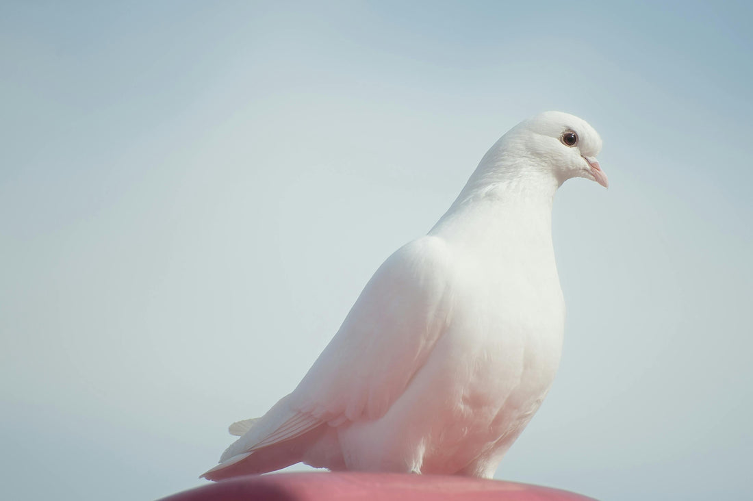 Quand Colombe = Paix et Pigeon = Nuisible