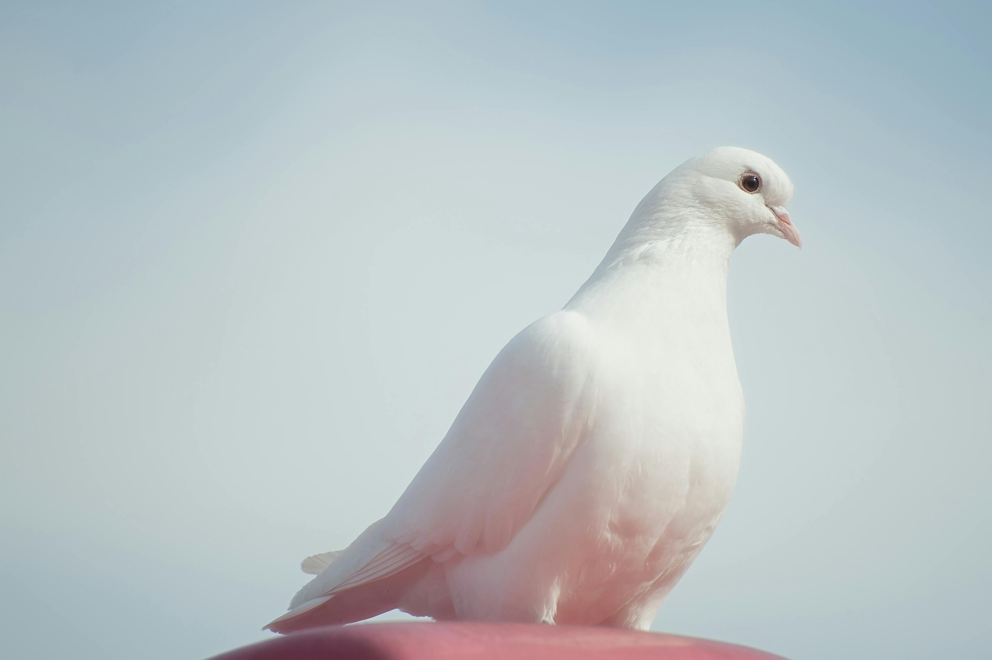 Quand Colombe = Paix et Pigeon = Nuisible