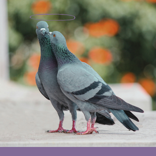 Tous les conseils de la LPO pour aider les pigeons