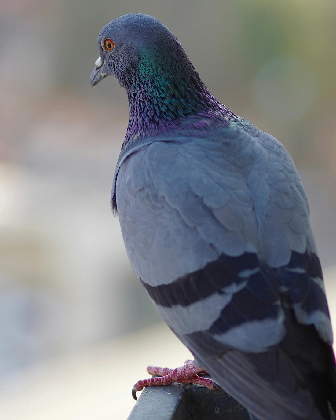 Pourquoi les nids des pigeons sont mal faits ?