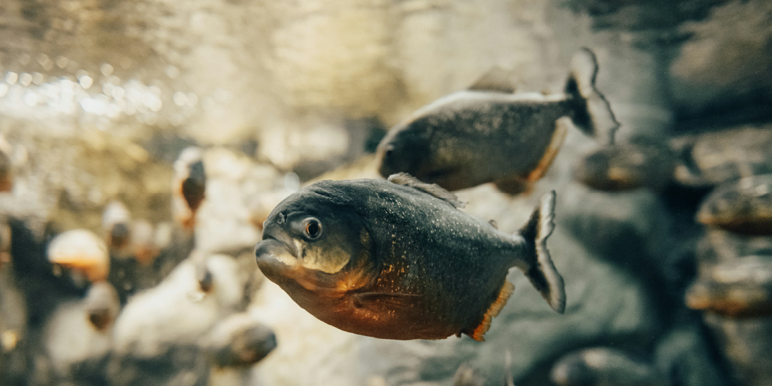 Les piranhas, un danger pour l'homme ? Zoom sur cet animal mal-aimé.