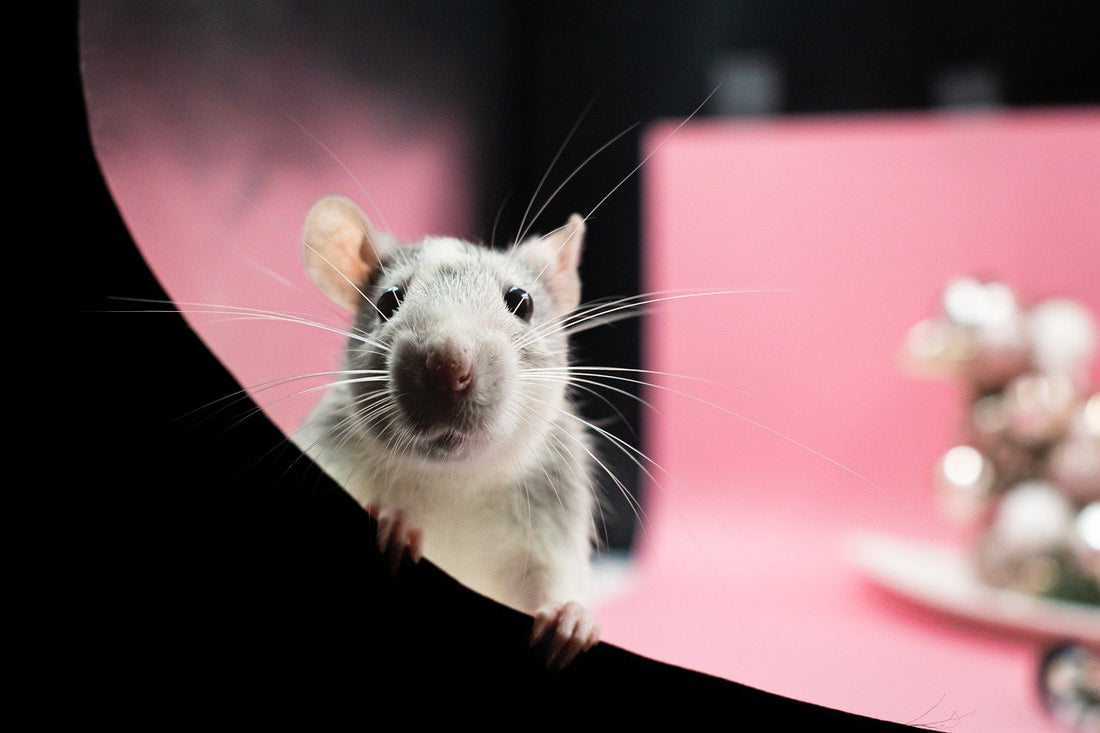 Pourquoi les rats sont détestés en Occident et adorés en Orient ?